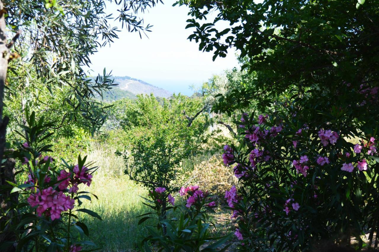 Alikias Country House Panormos (Skopelos) Exterior foto